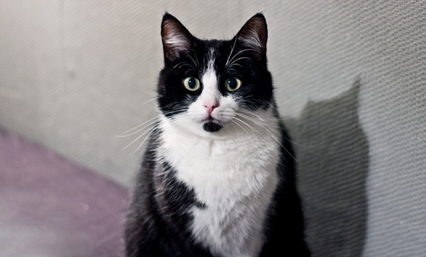 15 ภาพสัตว์กับความไม่ธรรมดาของขน ที่คนเห็นแล้วฮา 15 ภาพสัตว์กับความไม่ธรรมดาของขน ที่คนเห็นแล้วฮา