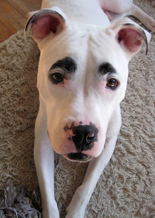 15 ภาพสัตว์กับความไม่ธรรมดาของขน ที่คนเห็นแล้วฮา 15 ภาพสัตว์กับความไม่ธรรมดาของขน ที่คนเห็นแล้วฮา