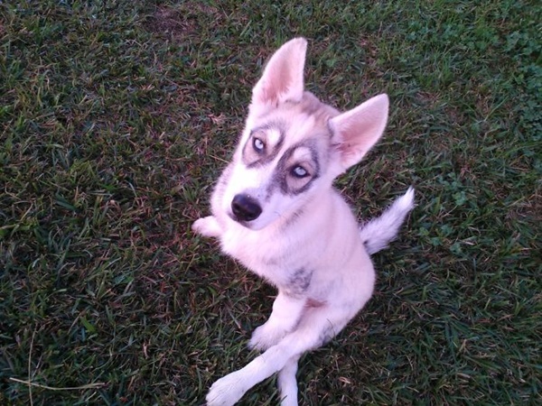 15 ภาพสัตว์กับความไม่ธรรมดาของขน ที่คนเห็นแล้วฮา 15 ภาพสัตว์กับความไม่ธรรมดาของขน ที่คนเห็นแล้วฮา