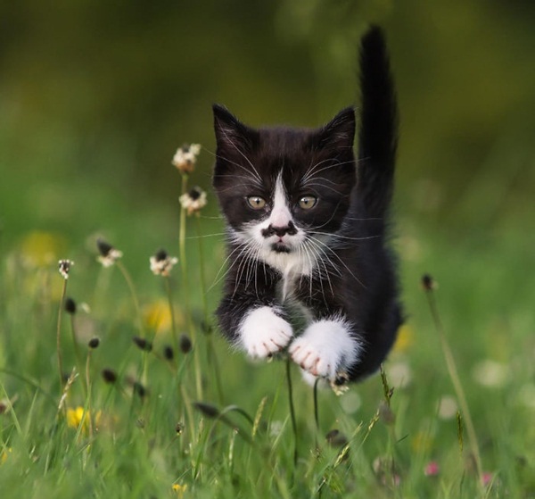 15 ภาพสัตว์กับความไม่ธรรมดาของขน ที่คนเห็นแล้วฮา 15 ภาพสัตว์กับความไม่ธรรมดาของขน ที่คนเห็นแล้วฮา