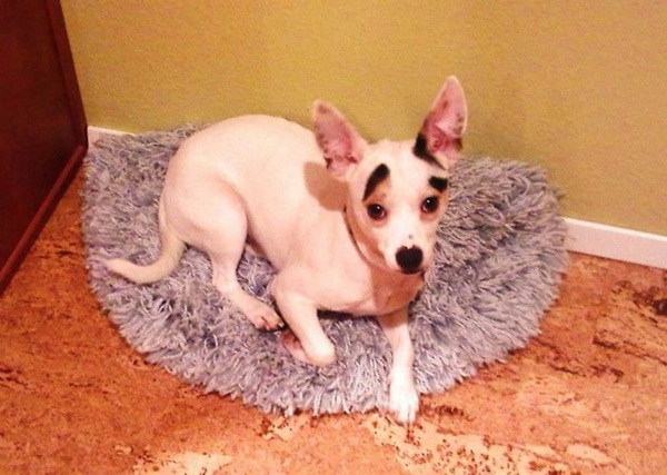 15 ภาพสัตว์กับความไม่ธรรมดาของขน ที่คนเห็นแล้วฮา 15 ภาพสัตว์กับความไม่ธรรมดาของขน ที่คนเห็นแล้วฮา