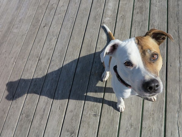 15 ภาพสัตว์กับความไม่ธรรมดาของขน ที่คนเห็นแล้วฮา 15 ภาพสัตว์กับความไม่ธรรมดาของขน ที่คนเห็นแล้วฮา