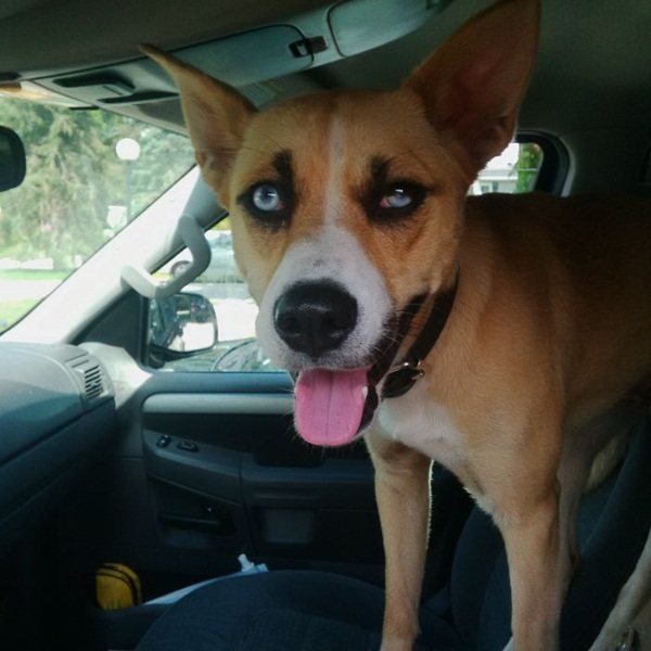 15 ภาพสัตว์กับความไม่ธรรมดาของขน ที่คนเห็นแล้วฮา 15 ภาพสัตว์กับความไม่ธรรมดาของขน ที่คนเห็นแล้วฮา