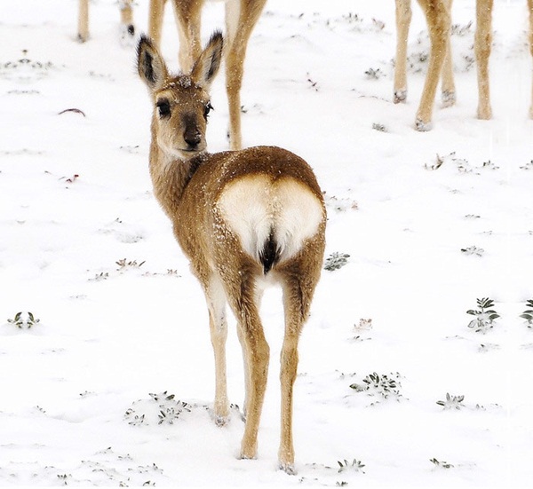 15 ภาพสัตว์กับความไม่ธรรมดาของขน ที่คนเห็นแล้วฮา 15 ภาพสัตว์กับความไม่ธรรมดาของขน ที่คนเห็นแล้วฮา