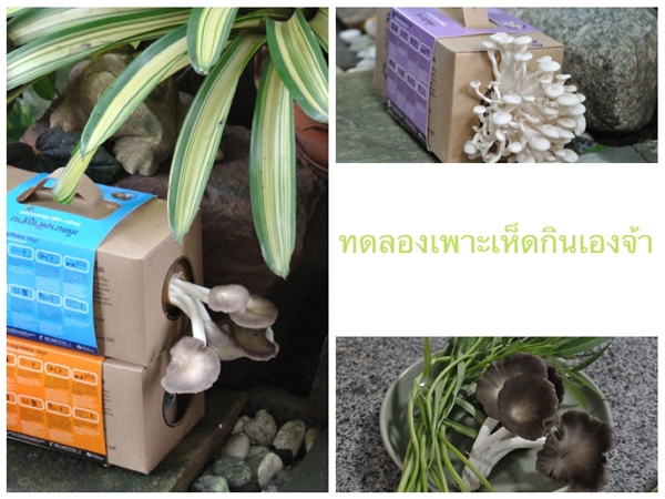 เปลี่ยนพื้นที่รก ๆ ริมรั้ว ให้เป็นสวนครัวกินได้ เปลี่ยนพื้นที่รก ๆ ริมรั้ว ให้เป็นสวนครัวกินได้