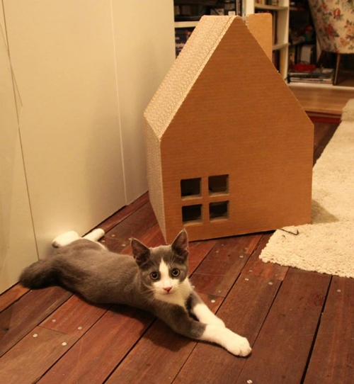 บ้านน้องแมวสุดน่ารัก ฝนเล็บได้ เอาใจคนรักเจ้าเหมียว บ้านน้องแมวสุดน่ารัก ฝนเล็บได้ เอาใจคนรักเจ้าเหมียว