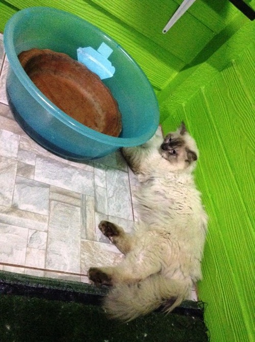 ทำที่นอนแมวเย็นฉ่ำ DIY ง่าย ๆ ให้เหมียวคลายร้อ ทำที่นอนแมวเย็นฉ่ำ DIY ง่าย ๆ ให้เหมียวคลายร้อ