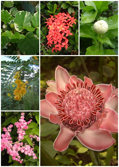 รู้หรือไม่ว่าไม้ประดับก็กินได้