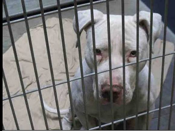 หมาติดคุกตลอดชีวิต หมาติดคุกตลอดชีวิต