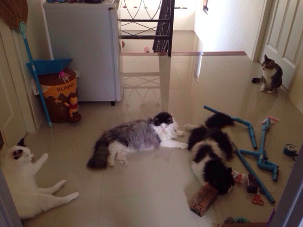 กั้นโซนเปียก โซนแห้งในห้องน้ำ ทำเองได้ไม่ง้อช่าง กั้นโซนเปียก โซนแห้งในห้องน้ำ ทำเองได้ไม่ง้อช่าง