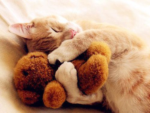 ภาพสัตว์น่ารัก ๆ ภาพสัตว์น่ารัก ๆ