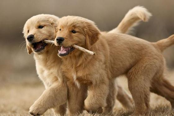 ภาพสัตว์น่ารัก ๆ ภาพสัตว์น่ารัก ๆ
