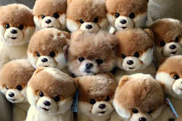 ภาพสัตว์น่ารัก ๆ ภาพสัตว์น่ารัก ๆ