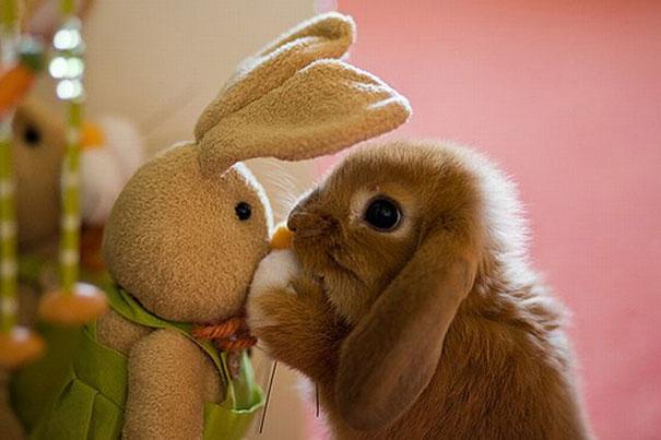 ภาพสัตว์น่ารัก ๆ ภาพสัตว์น่ารัก ๆ