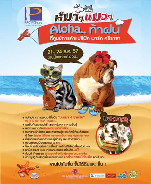 หมา ๆ แมว ๆ Aloha ท้าฝน เริ่ม หมา ๆ แมว ๆ Aloha ท้าฝน เริ่ม