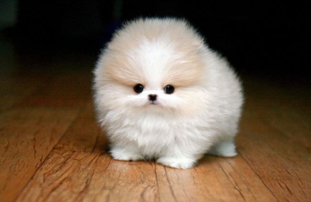 ภาพสัตว์น่ารัก ๆ ภาพสัตว์น่ารัก ๆ