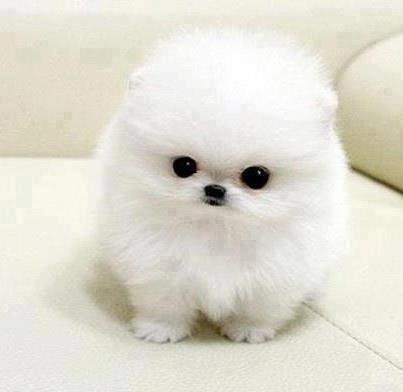 ภาพสัตว์น่ารัก ๆ ภาพสัตว์น่ารัก ๆ