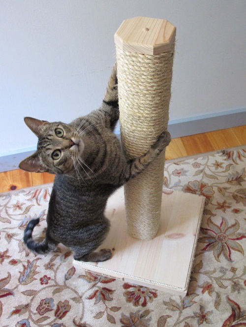 DIY เฟอร์นิเจอร์แมว ของเล่นแมว DIY เฟอร์นิเจอร์แมว ของเล่นแมว