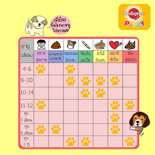 กฏ 5 ข้อควรคำนึงในการรับลูกสุนัขเข้ามาเป็นสมาชิกใหม่ในบ้าน กฏ 5 ข้อควรคำนึงในการรับลูกสุนัขเข้ามาเป็นสมาชิกใหม่ในบ้าน
