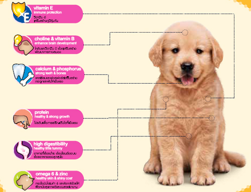 กฏ 5 ข้อควรคำนึงในการรับลูกสุนัขเข้ามาเป็นสมาชิกใหม่ในบ้าน กฏ 5 ข้อควรคำนึงในการรับลูกสุนัขเข้ามาเป็นสมาชิกใหม่ในบ้าน