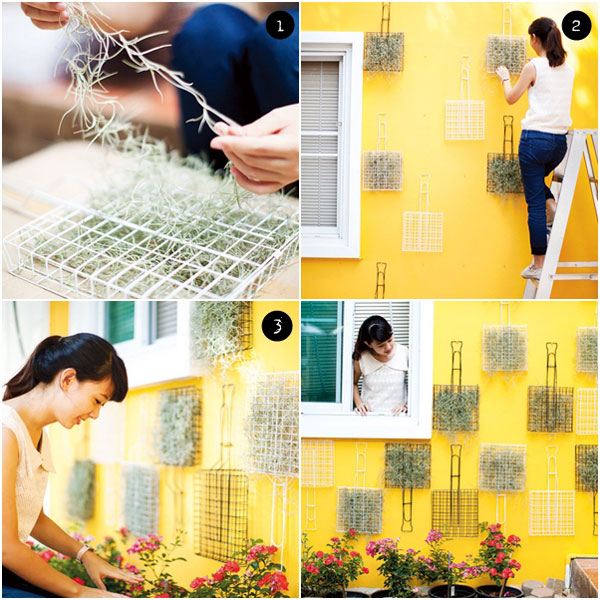 DIY สวนแนวตั้ง ด้วยเคราฤๅษี