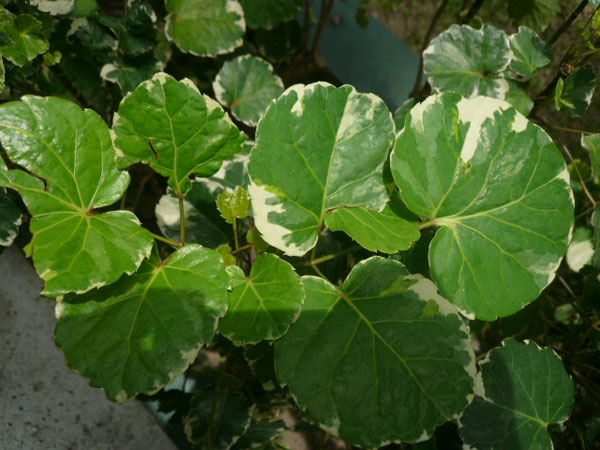 ไม้ประดับ กินได้