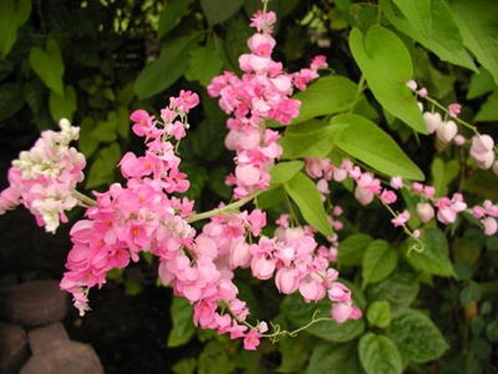 ไม้ประดับ กินได้