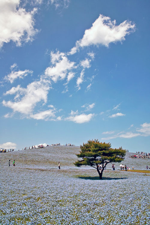 Hitachi Seaside Park สวนดอกไม้แสนสวยจากแดนปลาดิบ