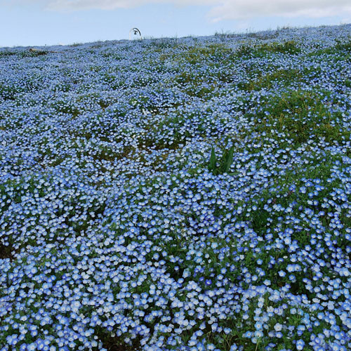 Hitachi Seaside Park สวนดอกไม้แสนสวยจากแดนปลาดิบ