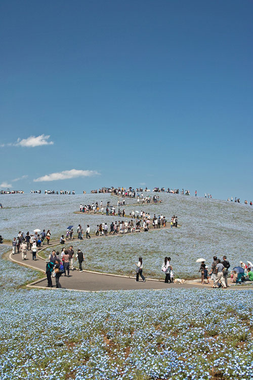 Hitachi Seaside Park สวนดอกไม้แสนสวยจากแดนปลาดิบ