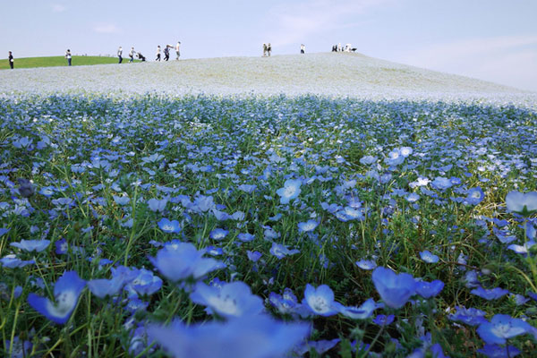 Hitachi Seaside Park สวนดอกไม้แสนสวยจากแดนปลาดิบ
