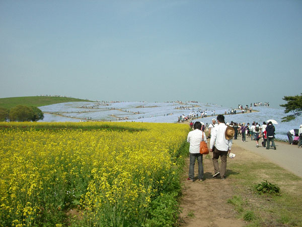 Hitachi Seaside Park สวนดอกไม้แสนสวยจากแดนปลาดิบ
