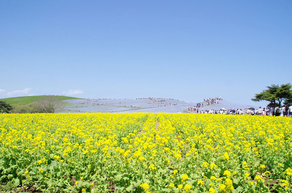 Hitachi Seaside Park สวนดอกไม้แสนสวยจากแดนปลาดิบ