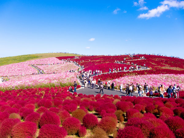 Hitachi Seaside Park สวนดอกไม้แสนสวยจากแดนปลาดิบ