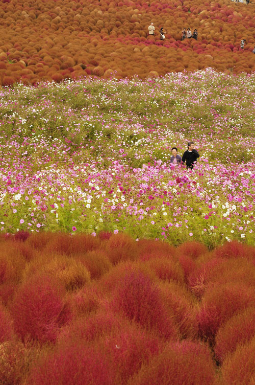 Hitachi Seaside Park สวนดอกไม้แสนสวยจากแดนปลาดิบ