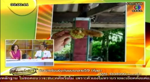 พบผลจำปาดะทรงคล้ายอวัยวะเพศชาย ที่พัทลุง
