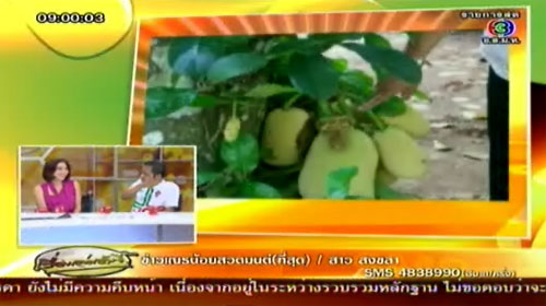 พบผลจำปาดะทรงคล้ายอวัยวะเพศชาย ที่พัทลุง