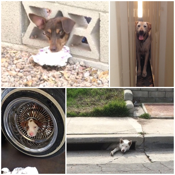 10 น้องหมาน่าสงสาร ติดแหง็กท่าพิสดารเพราะความซน 10 น้องหมาน่าสงสาร ติดแหง็กท่าพิสดารเพราะความซน