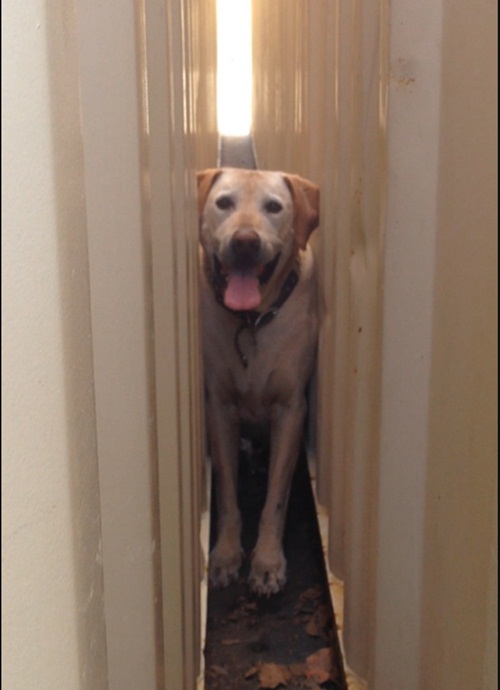 10 น้องหมาน่าสงสาร ติดแหง็กท่าพิสดารเพราะความซน 10 น้องหมาน่าสงสาร ติดแหง็กท่าพิสดารเพราะความซน