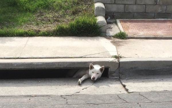 10 น้องหมาน่าสงสาร ติดแหง็กท่าพิสดารเพราะความซน 10 น้องหมาน่าสงสาร ติดแหง็กท่าพิสดารเพราะความซน