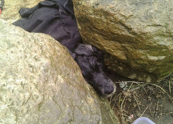 10 น้องหมาน่าสงสาร ติดแหง็กท่าพิสดารเพราะความซน 10 น้องหมาน่าสงสาร ติดแหง็กท่าพิสดารเพราะความซน