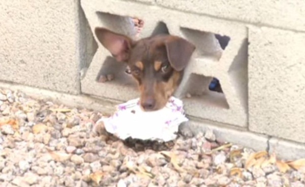 10 น้องหมาน่าสงสาร ติดแหง็กท่าพิสดารเพราะความซน 10 น้องหมาน่าสงสาร ติดแหง็กท่าพิสดารเพราะความซน