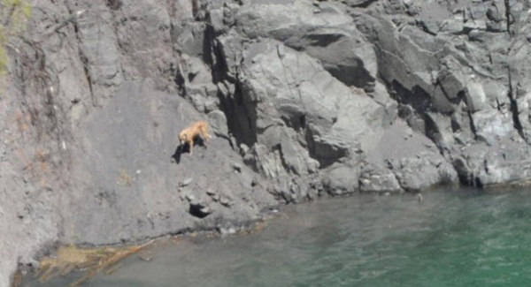 10 น้องหมาน่าสงสาร ติดแหง็กท่าพิสดารเพราะความซน 10 น้องหมาน่าสงสาร ติดแหง็กท่าพิสดารเพราะความซน