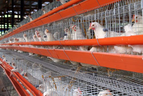 ็H7N9 ็H7N9