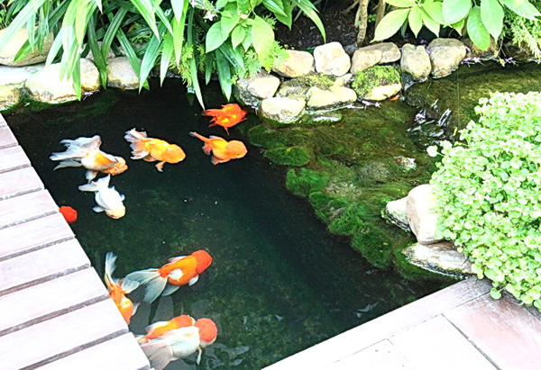 ตกแต่งสวนสวย ร่มรื่น ใกล้ชิดธรรมชาติ ตกแต่งสวนสวย ร่มรื่น ใกล้ชิดธรรมชาติ