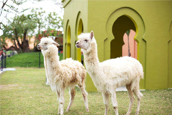 Camel Republic Camel Republic