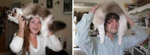 แคทโฟร cat fro แคทโฟร cat fro