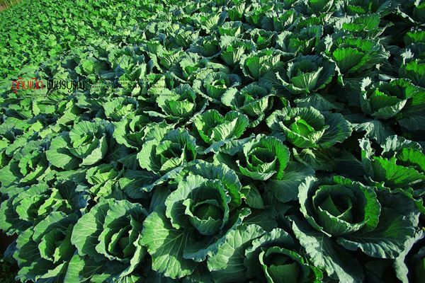 ภูทับเบิก-ภูหินร่องกล้า ภูทับเบิก-ภูหินร่องกล้า