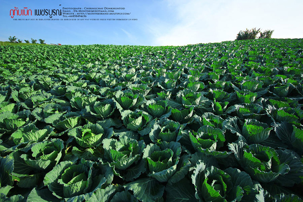 ภูทับเบิก-ภูหินร่องกล้า ภูทับเบิก-ภูหินร่องกล้า