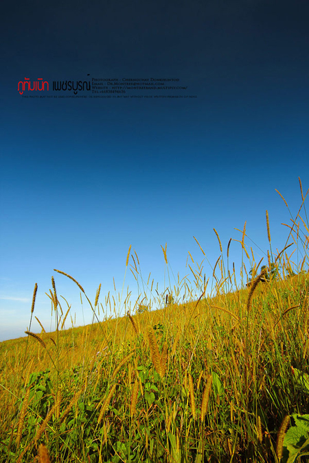 ภูทับเบิก-ภูหินร่องกล้า ภูทับเบิก-ภูหินร่องกล้า